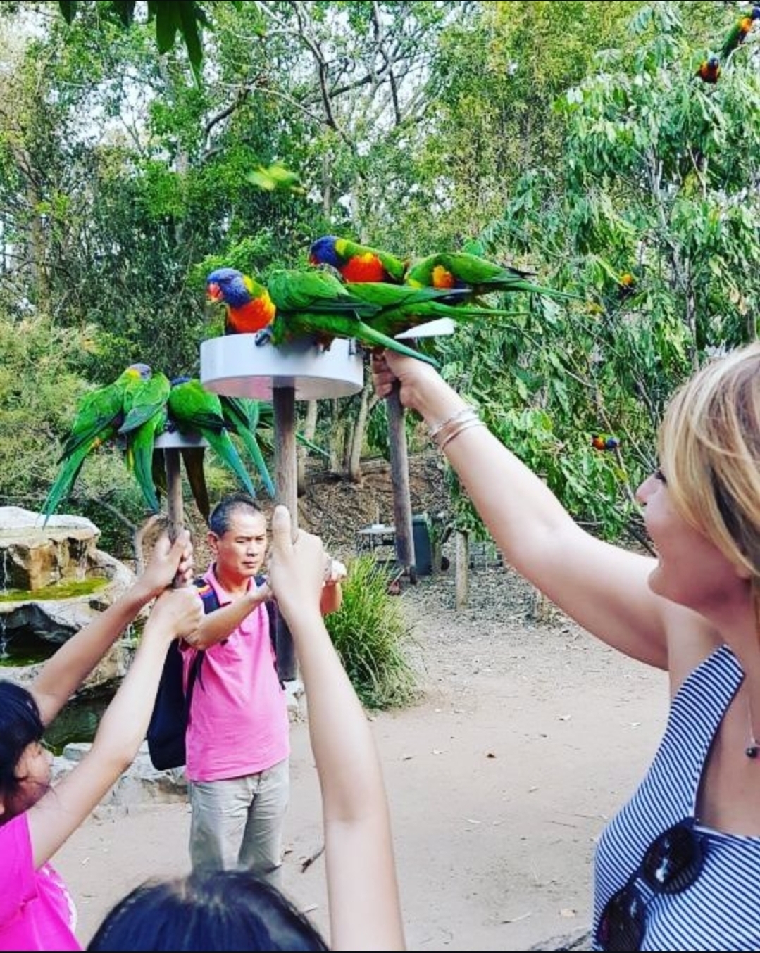 Lone Pine Koala Sanctuary